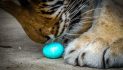 Easter Egg Hunt at In-Sync Exotics Wildlife Education Center in Wylie