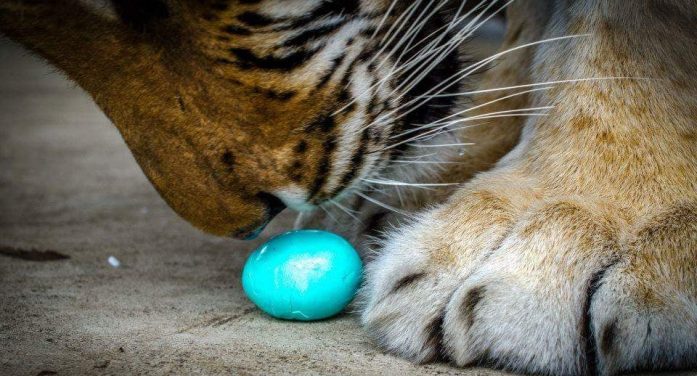 Easter Egg Hunt at In-Sync Exotics Wildlife Education Center in Wylie