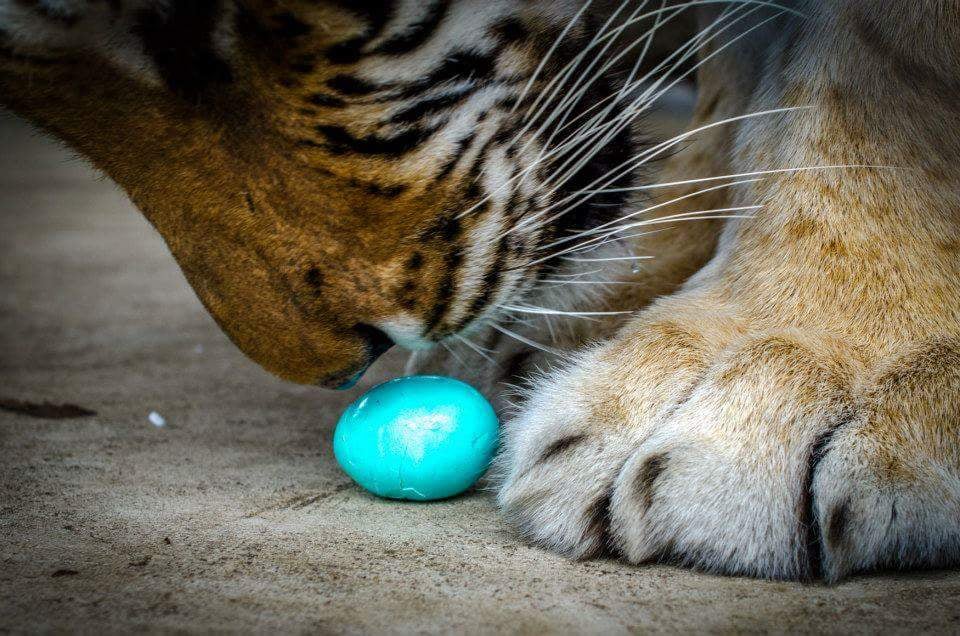 Easter Egg Hunt at In-Sync Exotics Wildlife Education Center in Wylie