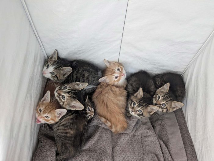 Friends of Rescue Animals receives grant from PetSmart Charities in preparation for National Adoption Week