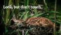 Look, Don’t Touch — Leave Baby Wildlife Where You Find Them