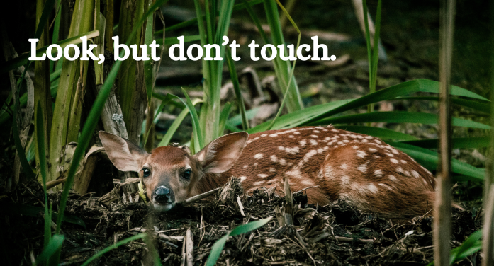 Look, Don’t Touch — Leave Baby Wildlife Where You Find Them