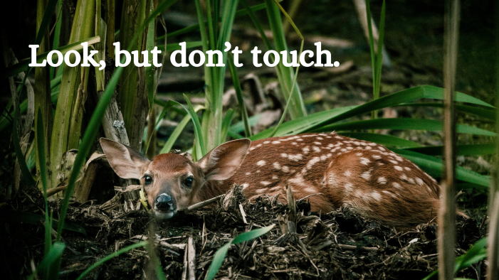 Look, Don’t Touch — Leave Baby Wildlife Where You Find Them