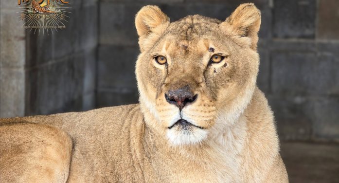 New Arrivals at In-Sync Exotics: 17 Animals Settle Into Their Forever Home