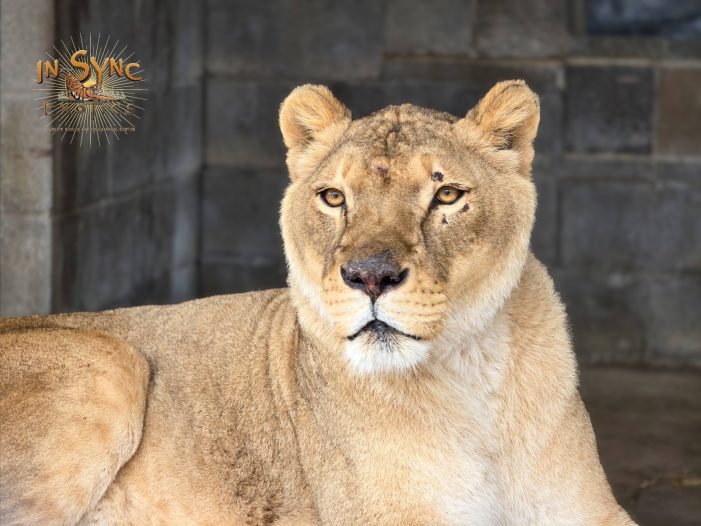 New Arrivals at In-Sync Exotics: 17 Animals Settle Into Their Forever Home