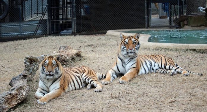 In-Sync Exotics to Host Overnight Campout Experience