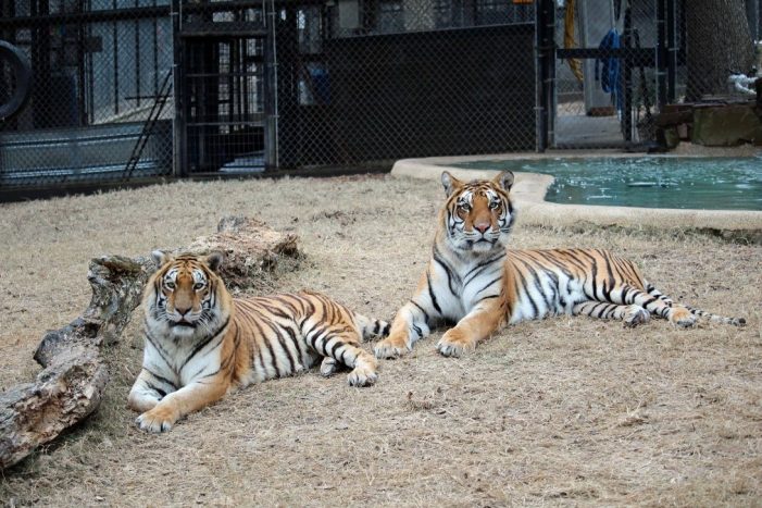 In-Sync Exotics to Host Overnight Campout Experience