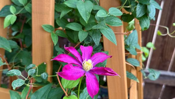 Kukka by Sally Kilgore: Gardens at Rivendell – A New Beginning