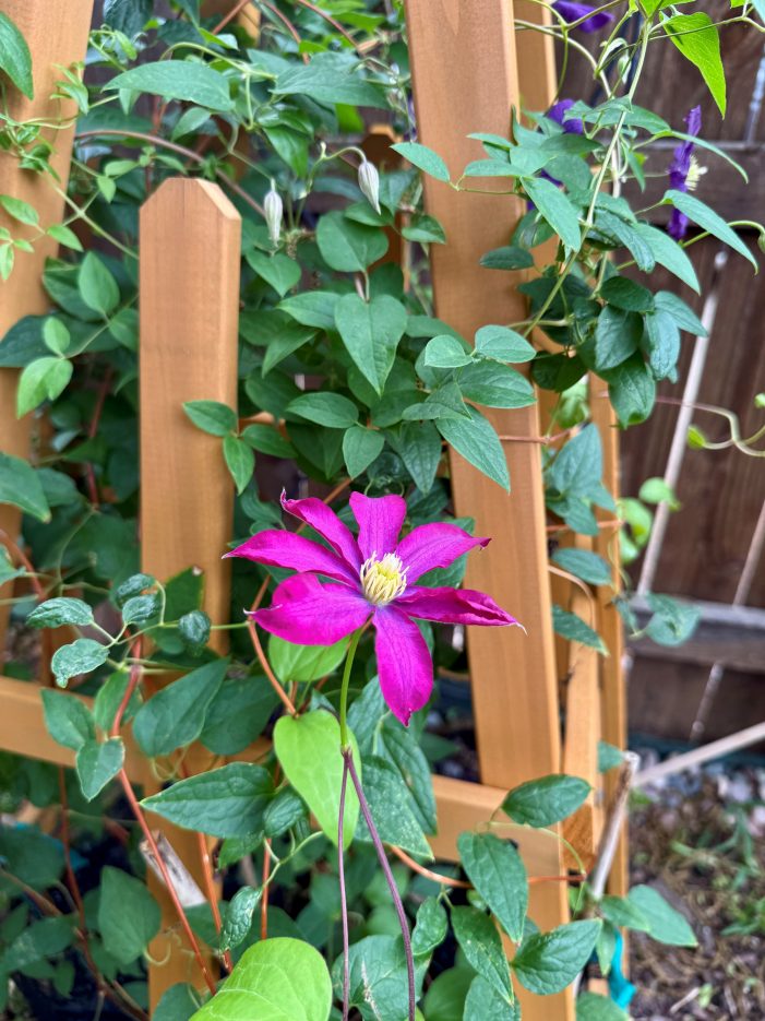 Kukka by Sally Kilgore: Gardens at Rivendell – A New Beginning