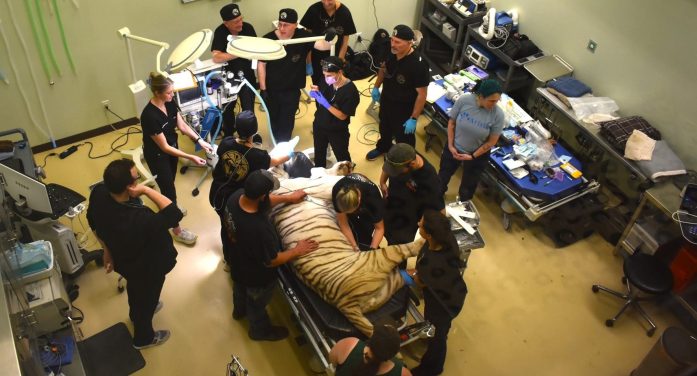 Specialized Dental Team Provides Life-Changing Root Canals for Rescued Exotic Cats