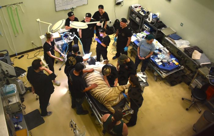 Specialized Dental Team Provides Life-Changing Root Canals for Rescued Exotic Cats Specialized Dental Team Provides Life-Changing Root Canals for Rescued Exotic Cats