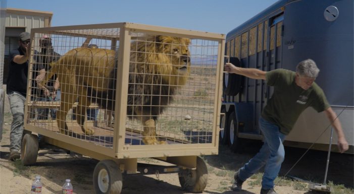In-Sync Exotics Welcomes Animals Following Closure of Nevada Sanctuary