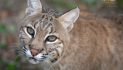 What to Do If You See a Bobcat in Your Neighborhood