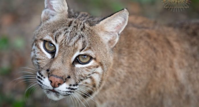 What to Do If You See a Bobcat in Your Neighborhood