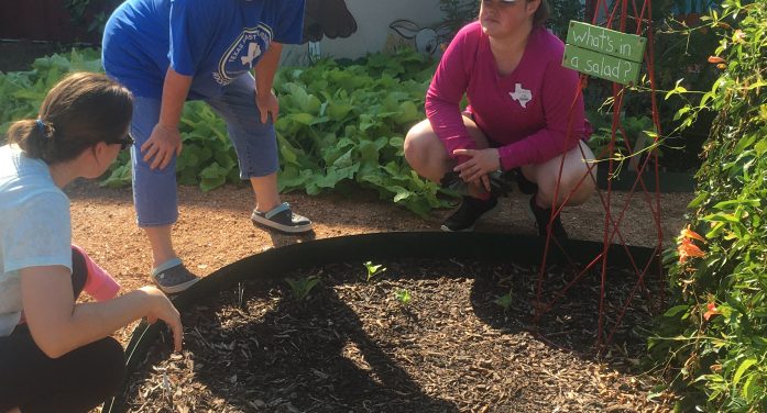 Rockwall County Master Gardeners: What Gardening Gives Us All